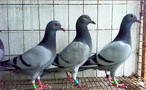 賽級信鴿戰(zhàn)力驚人！